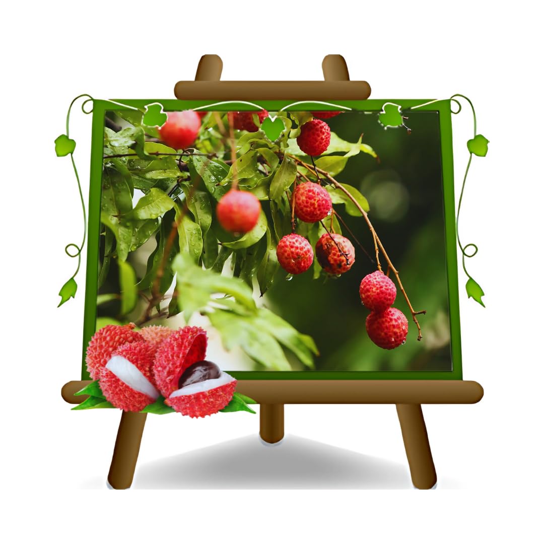 Litchi o Ciliegia Cinese Pianta da Frutto Esotico | Kway May Pink Litchi Chinensis - Vaso 18x35 cm Altezza 55 cm (fuori vaso)