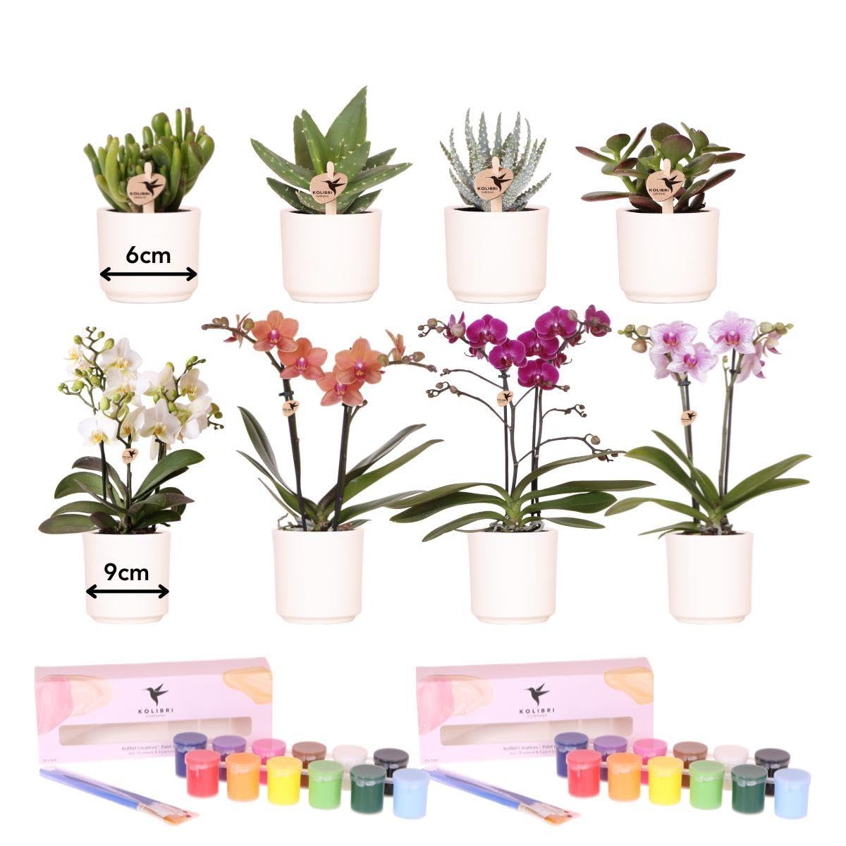 Kit de peinture pot de fleurs Kolibri pour activité manuelle en groupe