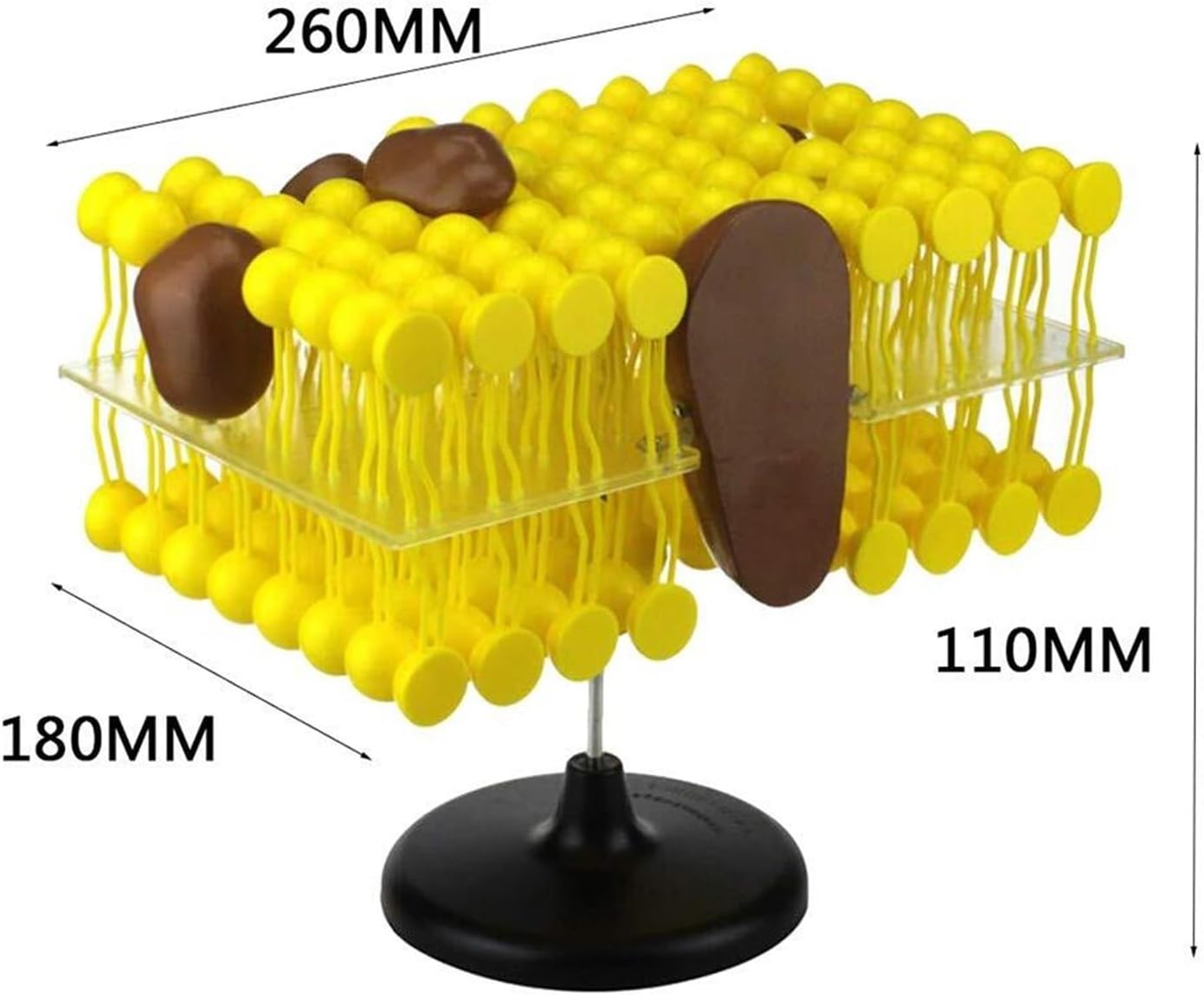 珍品ファルキドンミイロタテハ　蝶標本　ジュルチ産 世界の美麗蝶 11頭セット 〈Various places , Various countries