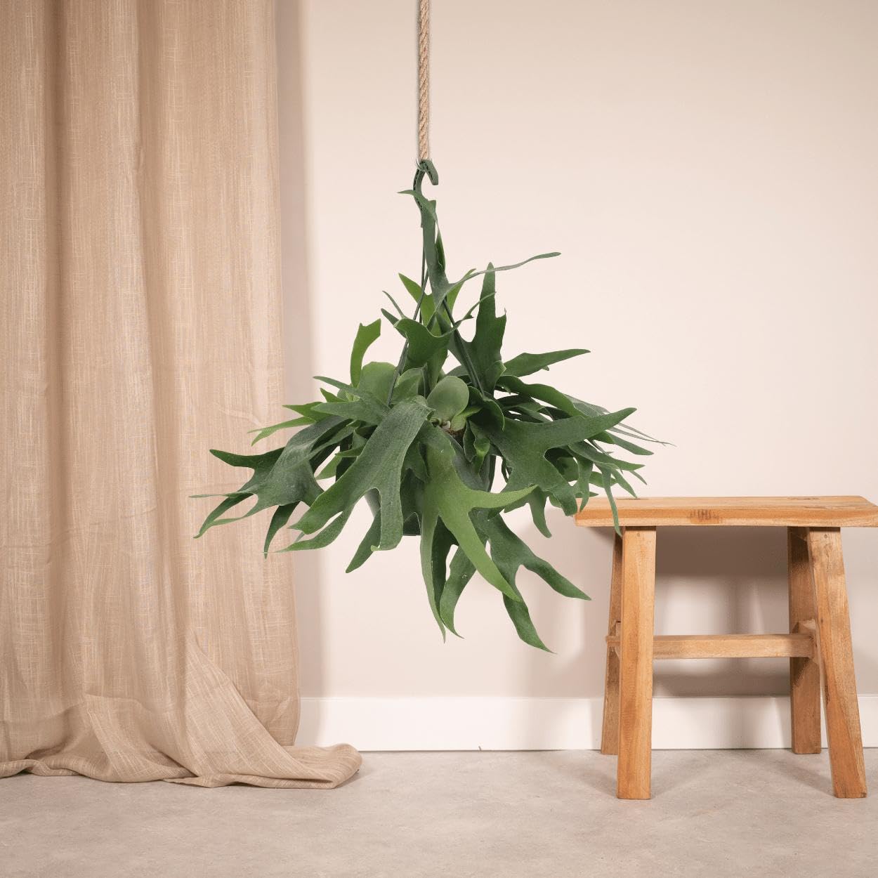 Hirschfarn – Höhe 50 cm, Ø 21 cm – Zimmerpflanze