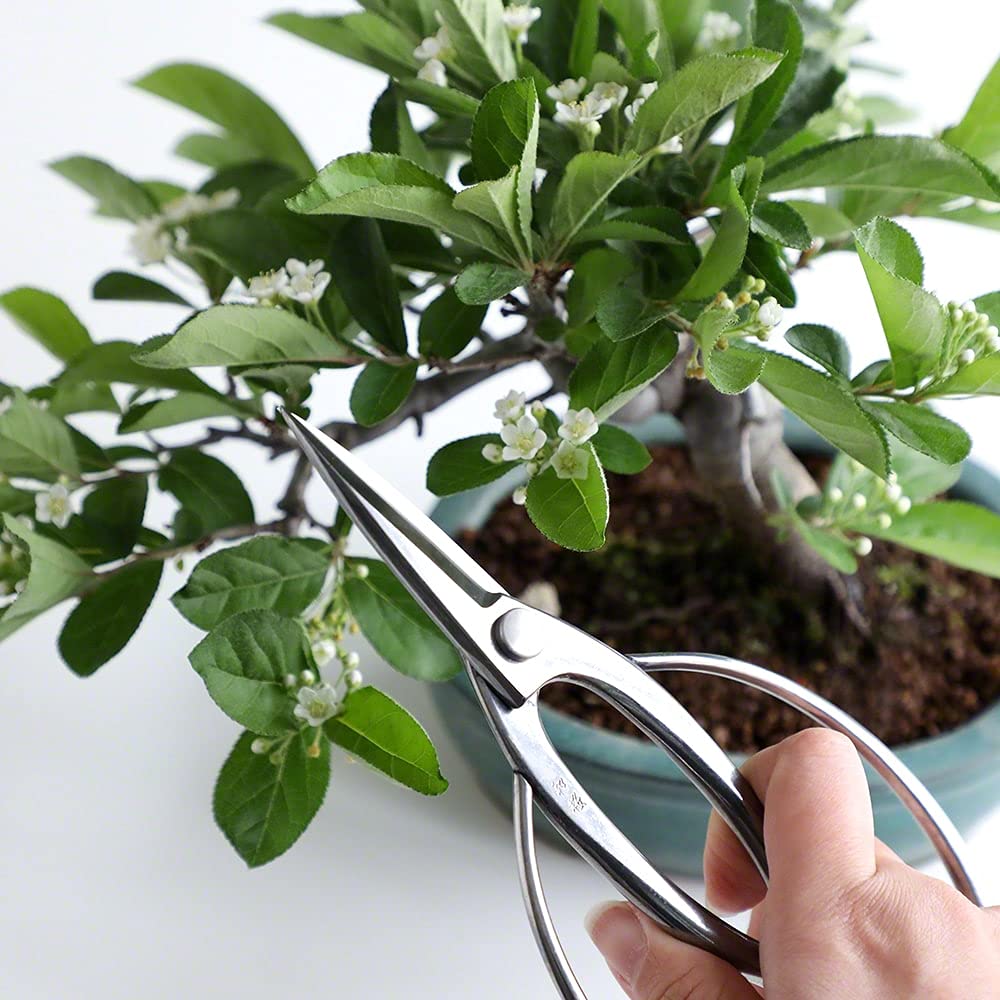 Wazakura Forbici Tradizionali Giapponesi per Bonsai in Acciaio Inossidabile (180 mm) Fatte in Giappone - Forbici da Potatura Hasami per Giardinaggio