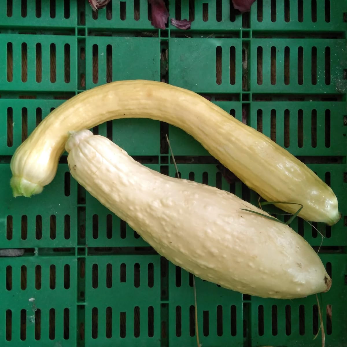 Gelbe Zucchini 'Yellow Crookneck' Samen – Ca. 7 Samenfeste Samen Der Alten Amerikanischen Sorte