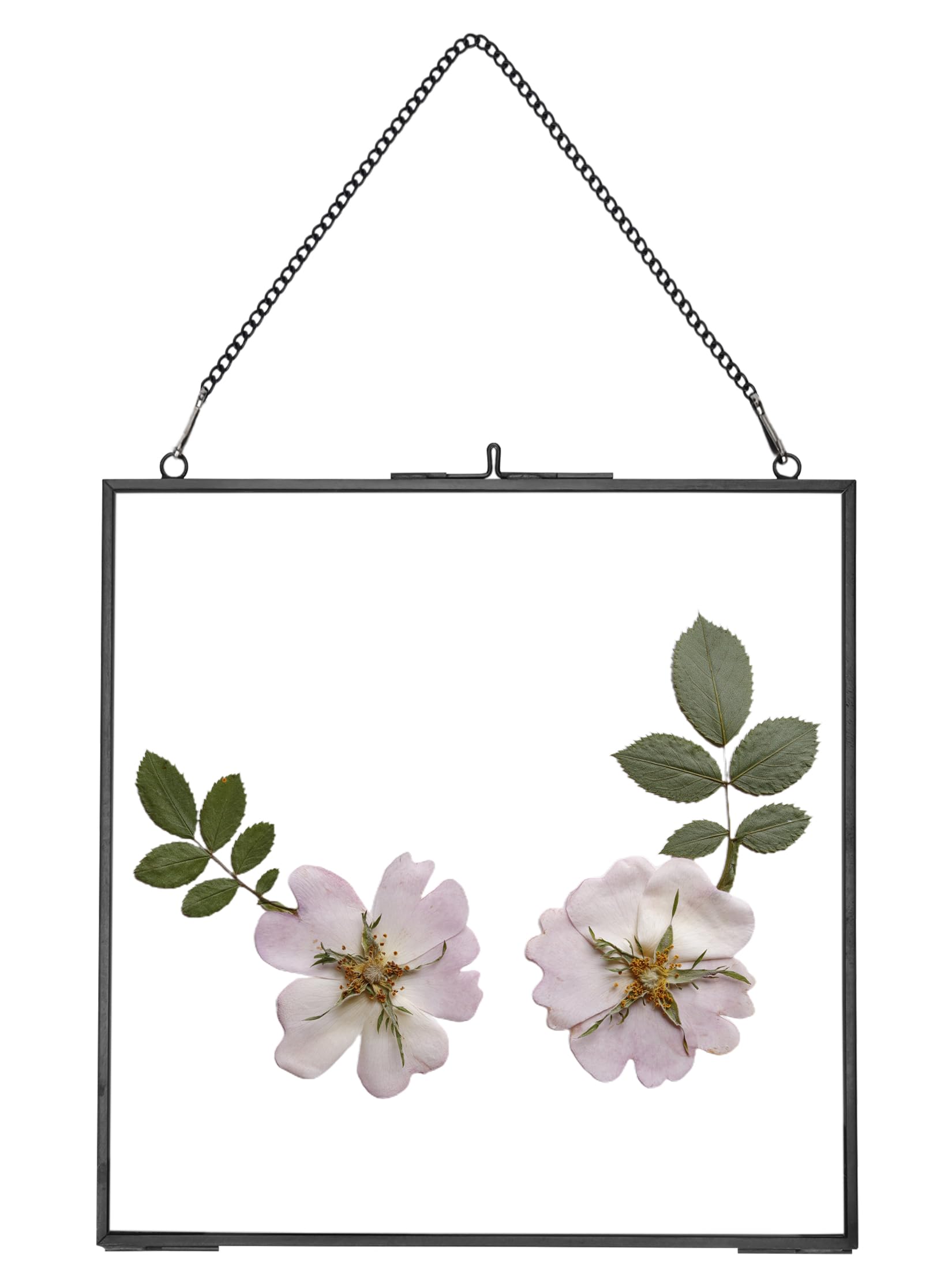 REDHUGO gepresste Blumenrahmen, schwebende Glasrahmen zur Präsentation von getrockneten Pflanzenspezimen, hängender Messing-Fotorahmen mit Kette, doppelt klares Glas, Vintage Wanddekoration, Quadrat