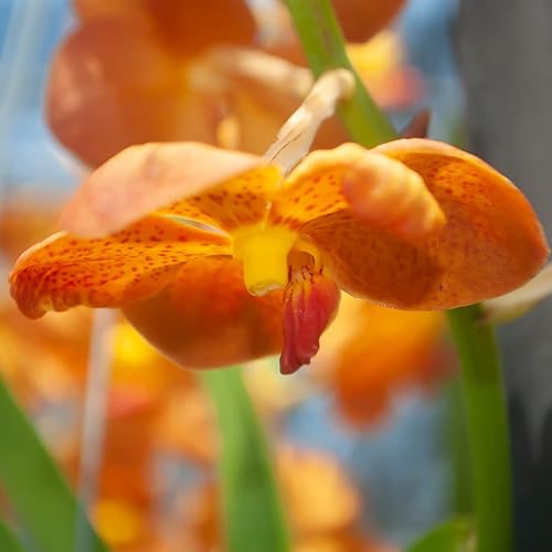 Miniatura 3 de Plantas de orquídeas aromáticas dendrobio orquídea viva rara con tamaño mini floreciente regalos de plantas de interior para jardinería de interior