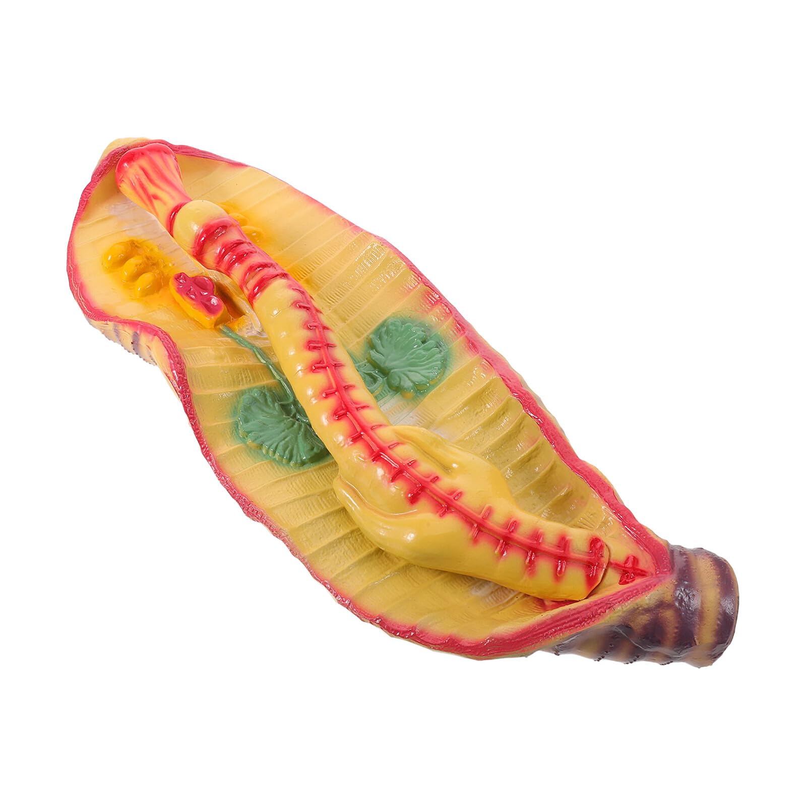 Sosoport Modello di Anatomia di Verme Ingrandito in Plastica, Design Portatile e Realistico per Laboratorio di Biologia Scolastica e Kit Educativi Scientifici