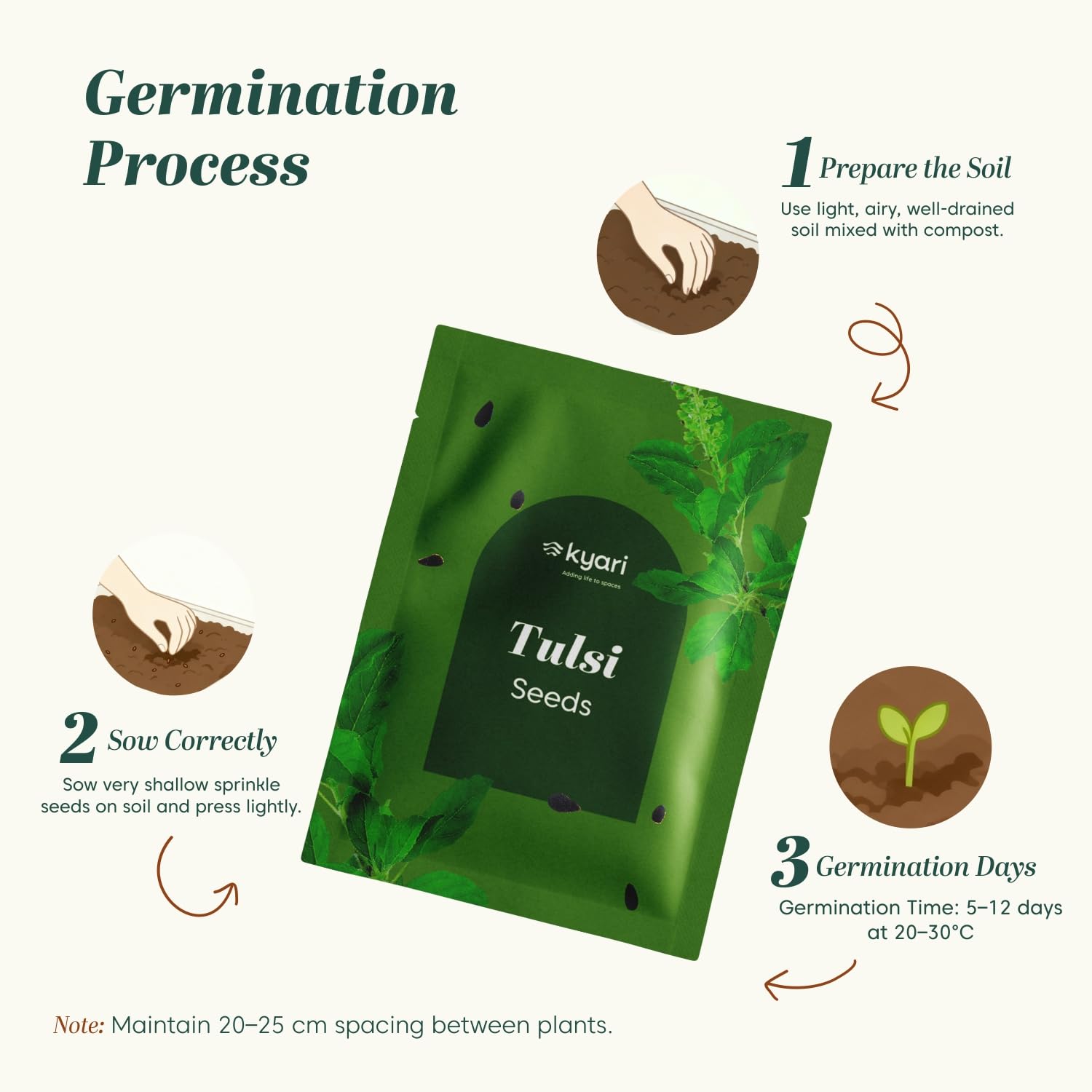 Kyari Tulsi Seeds - Holy Basil Herb Seeds -2