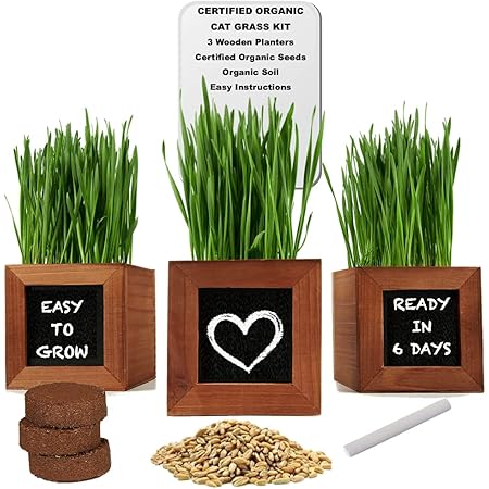 cat grass kit