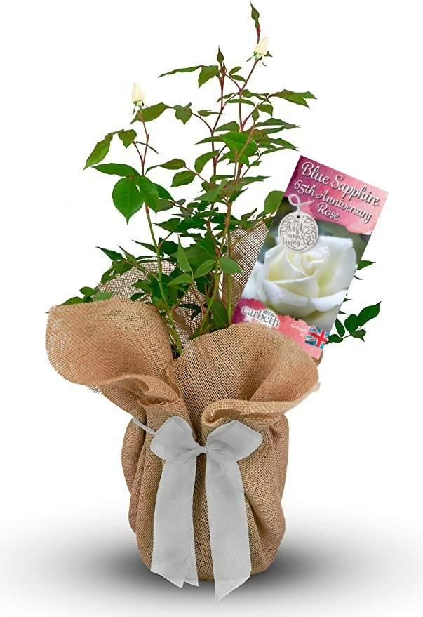 Carbeth Plants Blue Sapphire 65th Anniversary Rose Gift in 3L Pot - White Floribunda Rose Plant - Perfect for Friends, Family & Loved Ones