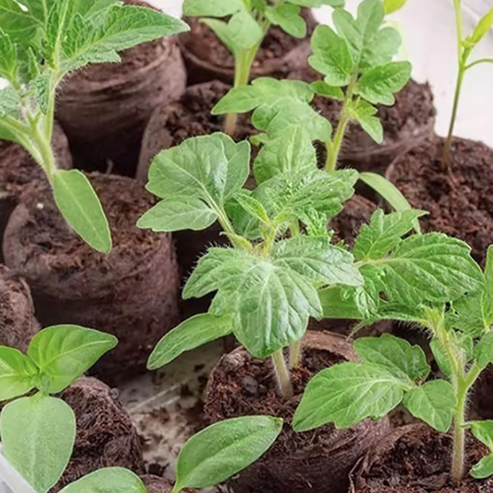 Peat Pellets 35mm 60 PCS, Seed Starter Peat, Compressed Seed Starting Pellets, Nutrient Block Potting Soil for Garden Planting, Flowers, Vegetables, Herbs - 2