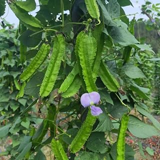 20+ Winged Bean Seeds Green Vegetable Seed (Psophocarpus Tetragonolobus)