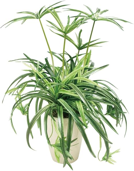 Amazon 人工観葉植物 光触媒 オリヅルランポット 45cm 造花 フェイクグリーン 人工観葉植物 オンライン通販