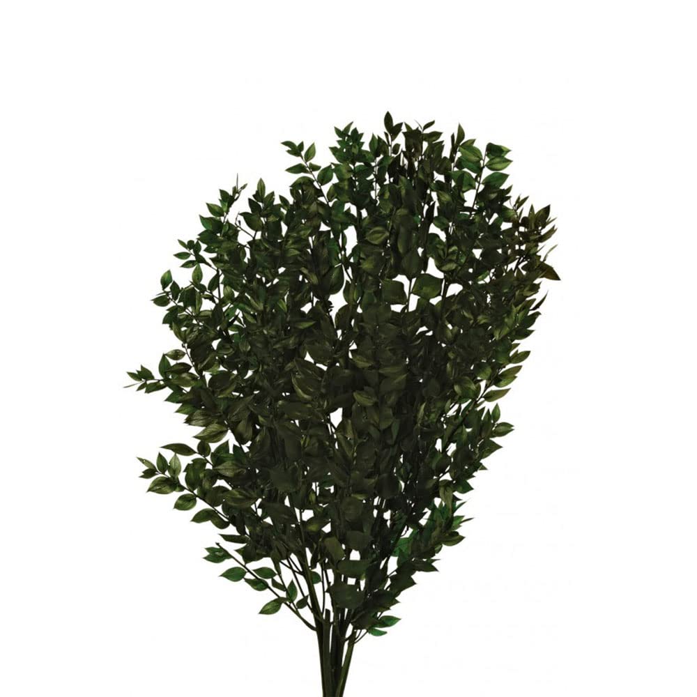 FloristryWarehouse Preserved Ruscus Foliage Bundle Dark Green Up To 65cm/25in