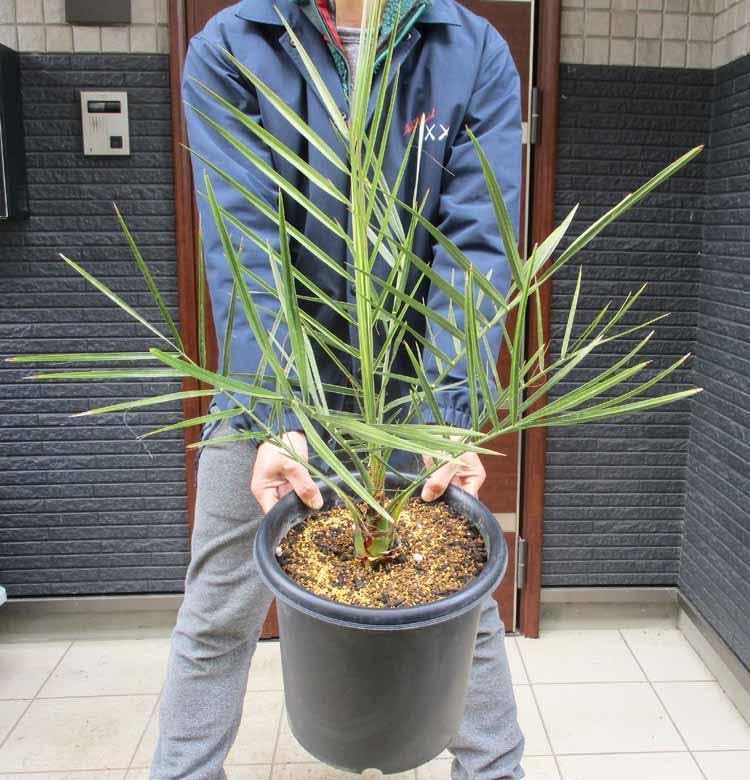 ドラセナ ナビー 観葉植物 インテリアグリーン ドライガーデン 室内