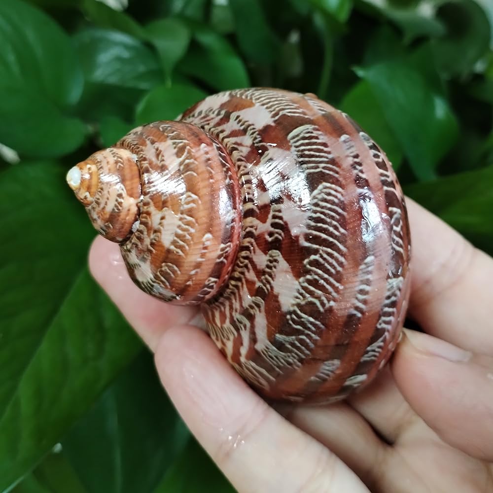 Amazon.com: Lacmopyle 2 PC Tapestry Turban Sea Shells, Real Brown