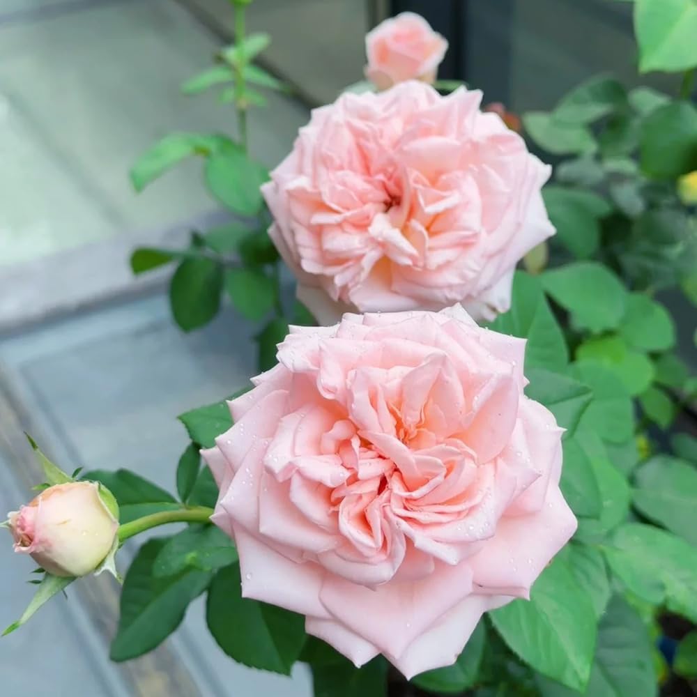 rosensamen balkonblumen 90samen x Einfach zu Pflegen