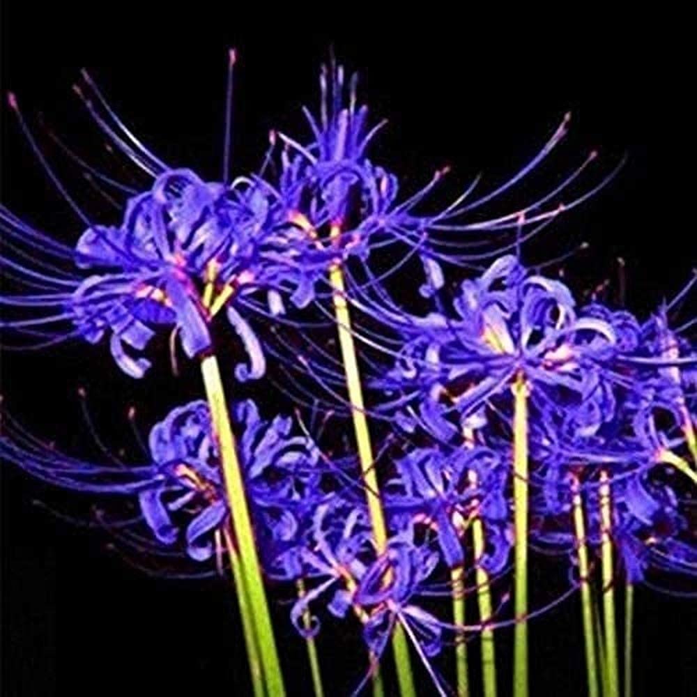 5pcs Purple Spider Lily Bulbs Fresh Lycoris Bulb Perennial Heirloom Garden  Decoration Efficient Outdoor Planting Add Colour to the Garden : Amazon.de:  Garden