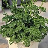 petersilie küchenkräuter, petersiliensamen mehrjährig seltene, bio winterharte kübelpflanzen heilkräuter 300pcs