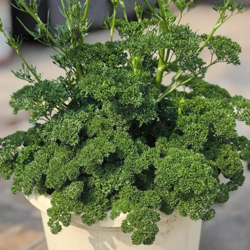petersilie küchenkräuter, petersiliensamen mehrjährig seltene, bio winterharte kübelpflanzen heilkräuter 300pcs