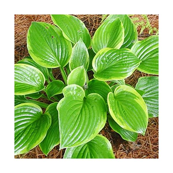 Abiqua Moonbeam Hosta
