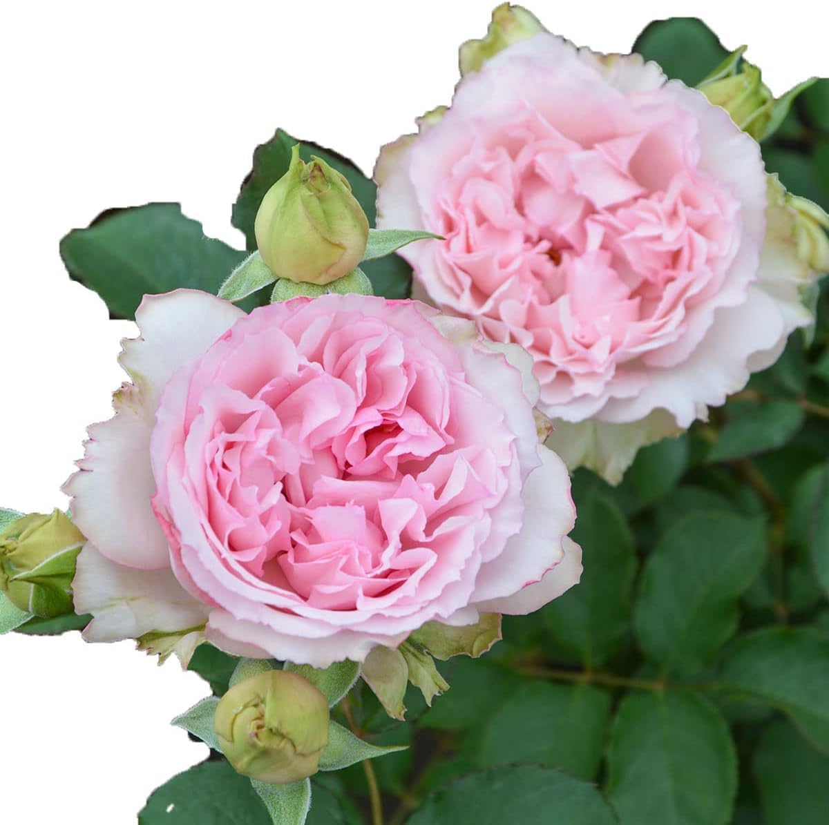 専用です。バラ苗 Amazon.co.jp: バラ苗 【フォーシーズンズ】 (大苗) シュラブ 半つる性