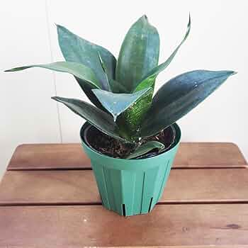 61gsp77ubWL._AC_UF350,