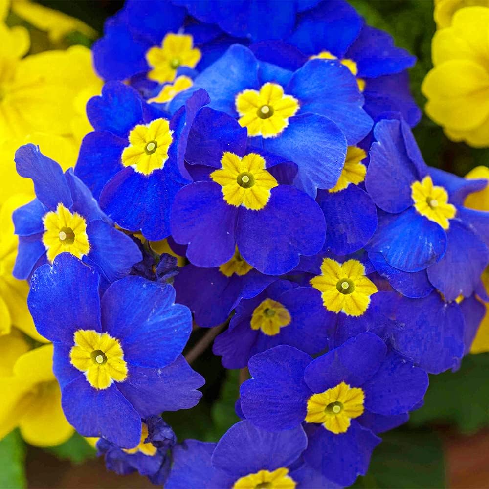 Perennial Primula Seeds for Planting - 300 Common Primrose Flower Seeds Non-GMO Flower Seeds