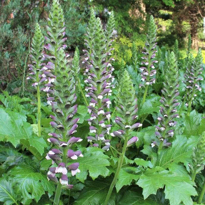 矮性アカンサス Amazon.co.jp: アカンサス モリス 苗 5号 日陰向き カラーリーフ