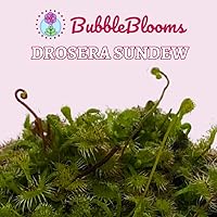 Vista 2 de BubbleBlooms Drosera, Sundews, Planta carnívora rara, en 2 pulgadas Pot Capensis Cape