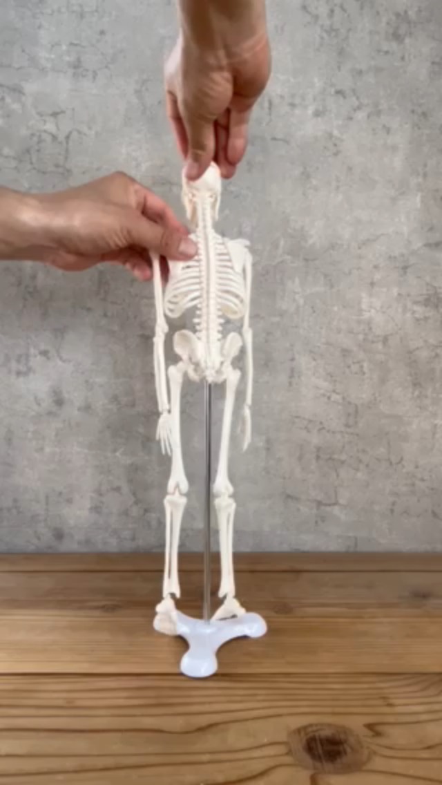 Amazon.co.jp: モノライフ 人体骨格模型 可動 ミニ 1/4 人体模型 全身