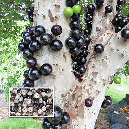 Nursery Live Sabara Jabuticaba (Layering) Live Fruit Plant (B09ML3H3XC) Amazon Price History, Amazon Price Tracker