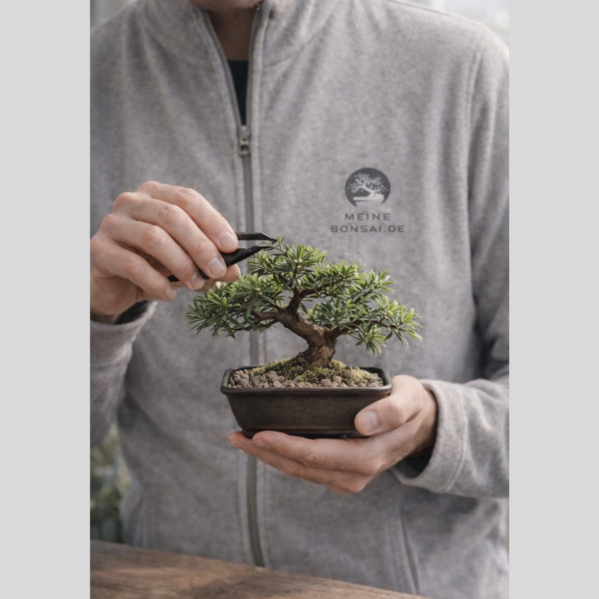 Podocarpus Bonsai Baum – Echter Indoor Bonsai – Zimmerbonsai Pflanze – Pflegeleichter Mini Bonsai für Zuhause & Büro (6-8 Jahre)
