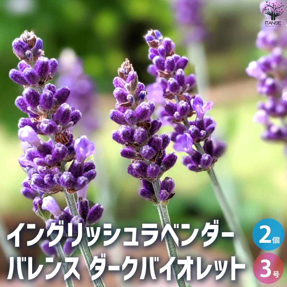 Amazon.co.jp: ITANSE イングリッシュラベンダー バレンス