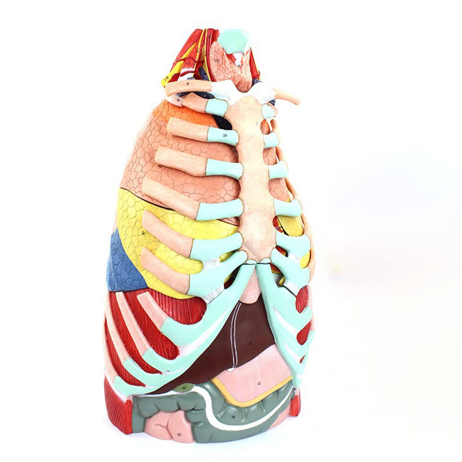 GTHTUHFD Study Model Thoracic Anatomy Model Respiratory Model Life Size Human Larynx Heart Lung Anatomy Model