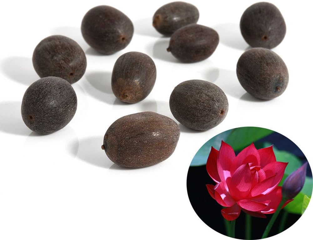 KimcHisxXv Lotus Seeds,10Pcs Water Lily Flower Plant Bowl Pond Bonsai Seeds Home Garden Yard Decor - Red