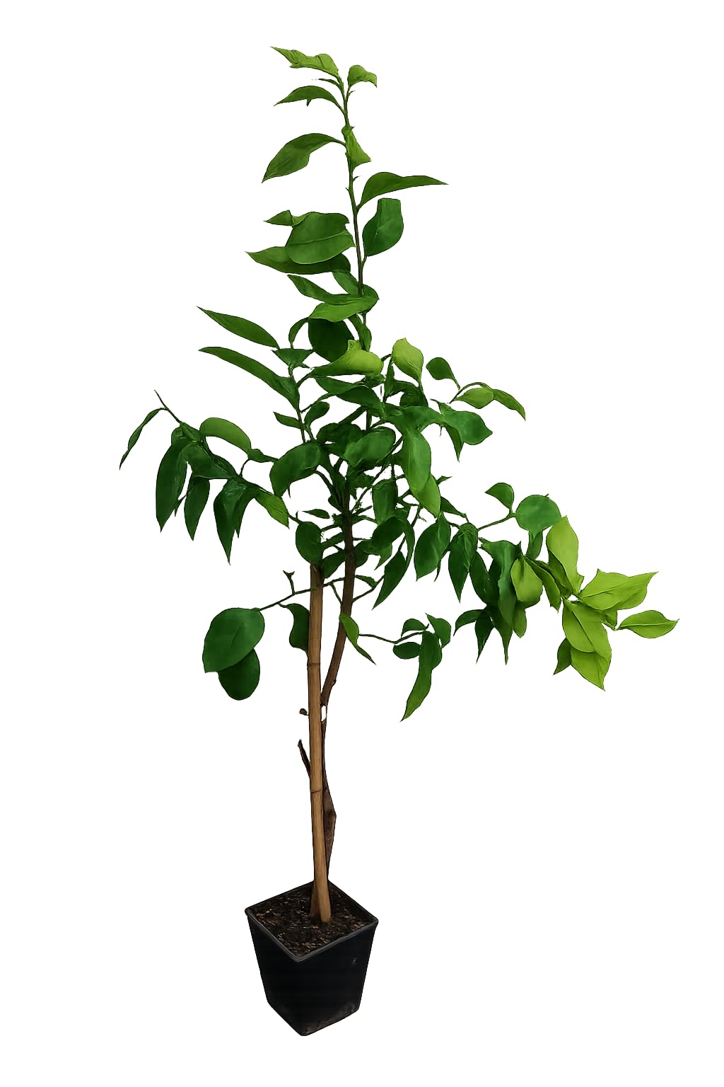 Kaffir-Limettenbaum (Citrus Hystrix) 130-180 cm – Aromatische Blätter & Früchte | Exotische Würze für Küche & Cocktails | Robuste, Pflegeleichte Zitruspflanze