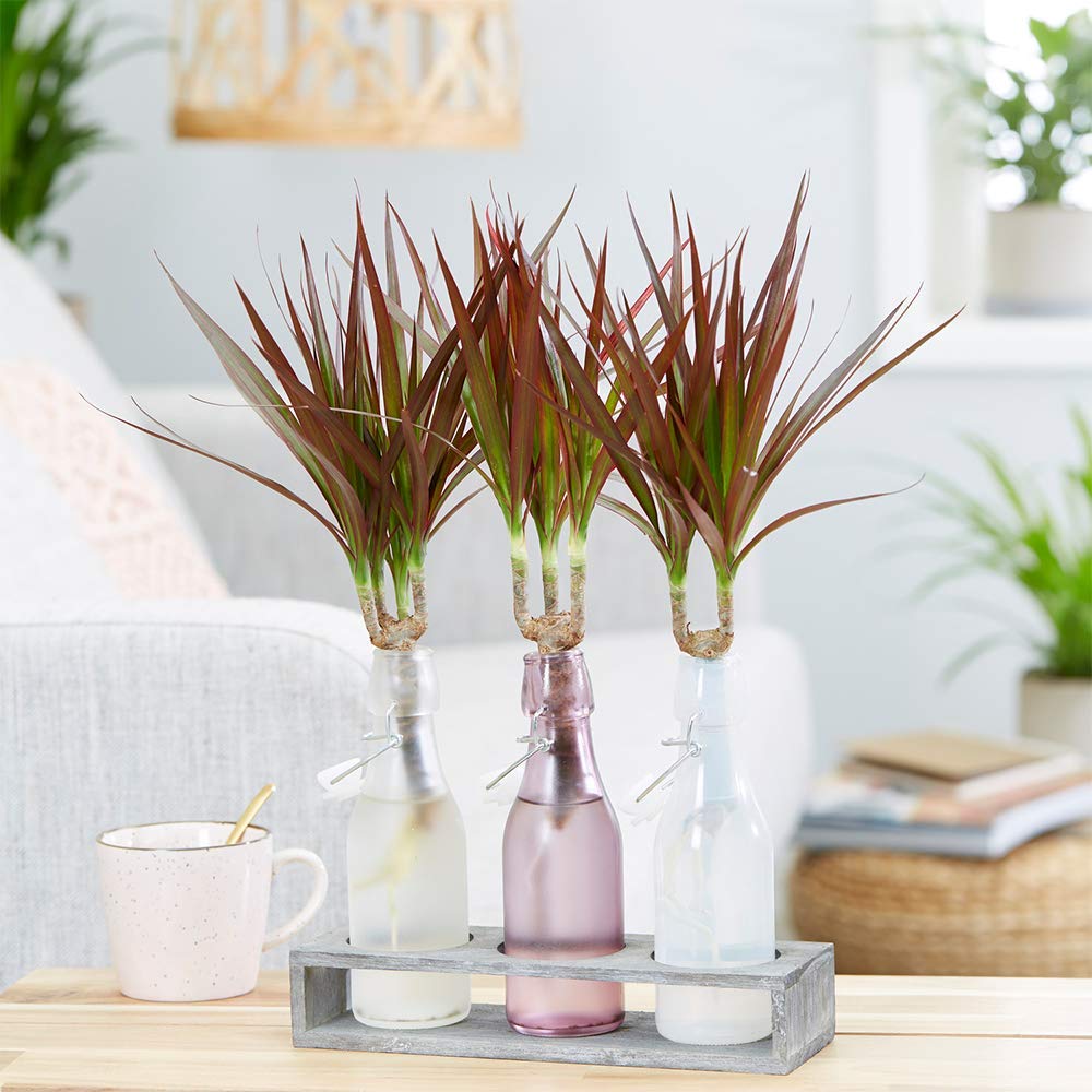 Dragonnier Marginé 3 Troncs - Dracaena Marginata 120cm | Plante D'Intérieur Facile D'Entretien
