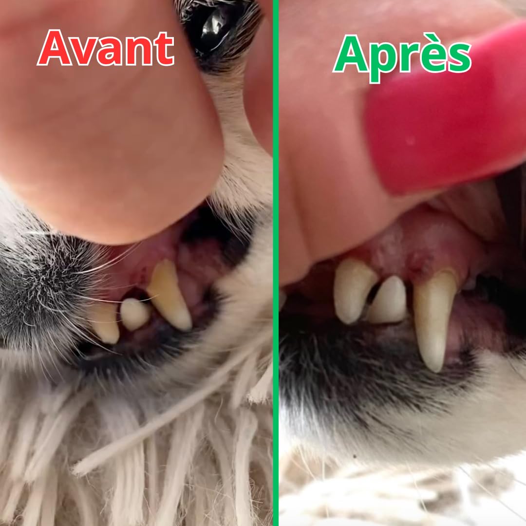 SUNFIDE - Poudre Dentaire pour Chien - Haleine Fraîche, Dents propres, Gencives Saines - Anti-tartre et Mauvaise Haleine - Anti-Plaque - Algues et Probiotiques (1 Boîte (60 Dosettes - Doseur Inclus))