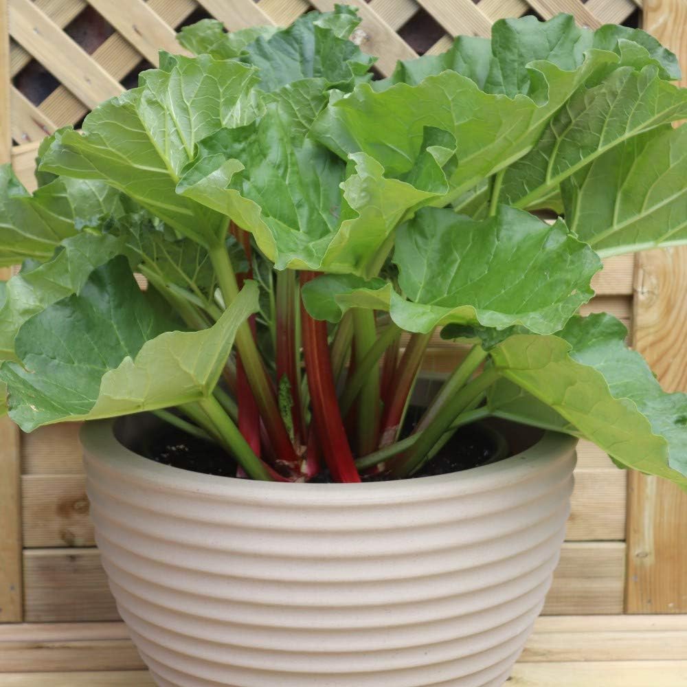 Strong Vigorous Plant Rhubarb 'Sanvitos Summer' Rheum x hybridum Hardy Perennial Vegetable Fruit Garden Plants Bright Red Stalks, Great for Cooking, 3 x 9cm Pots by Thompson and Morgan (3)