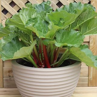 Strong Vigorous Plant Rhubarb 'Sanvitos Summer' Rheum x hybridum Hardy Perennial Vegetable Fruit Garden Plants Bright Red Stalks, Great for Cooking, 3 x 9cm Pots by Thompson and Morgan (3)