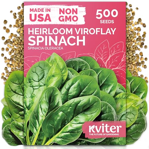 KVITER 500 Viroflay Spinach Seeds (Spinacia Oleracea) - Cold Tolerant Spinach Fast Growing Heirloom Seed Non GMO Seed Packets - Vegetable Seeds for Outdoors Home Garden Raised Beds