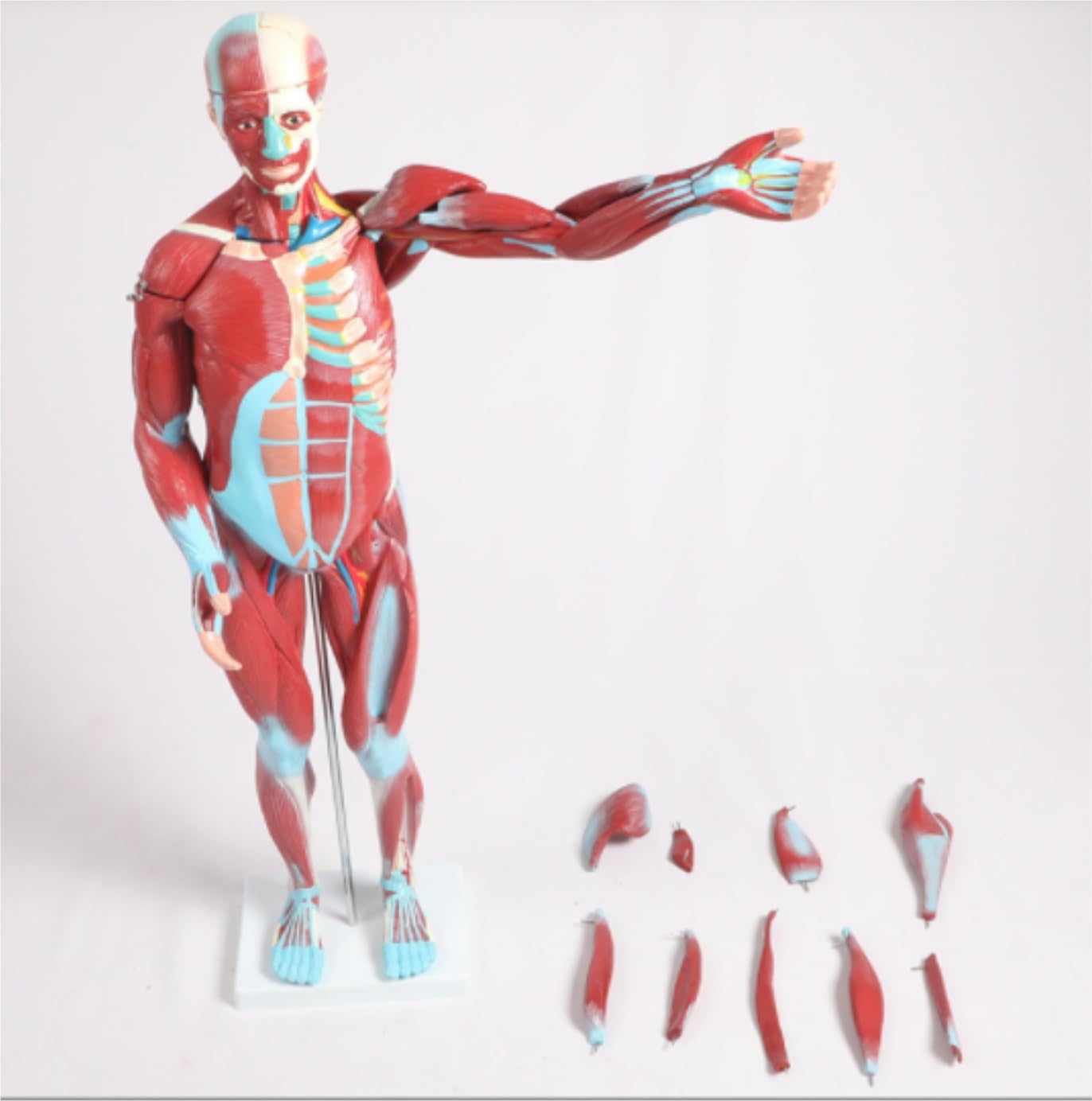 Human Modèle Modèle D'anatomie Musculaire en 27 Parties, Demi-Taille Réelle, De Muscles Et D'organes Humains avec Support Humaines Anatomie