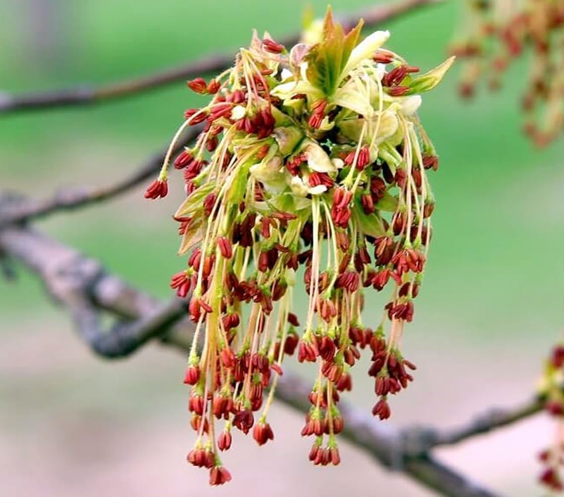 3 Plantas natural Acer Negundo 20-30 cm. Arce Rápido crecimiento, buena sombra, resistente a sequía y suelos pobres, ideal para ornato urbano y rural.