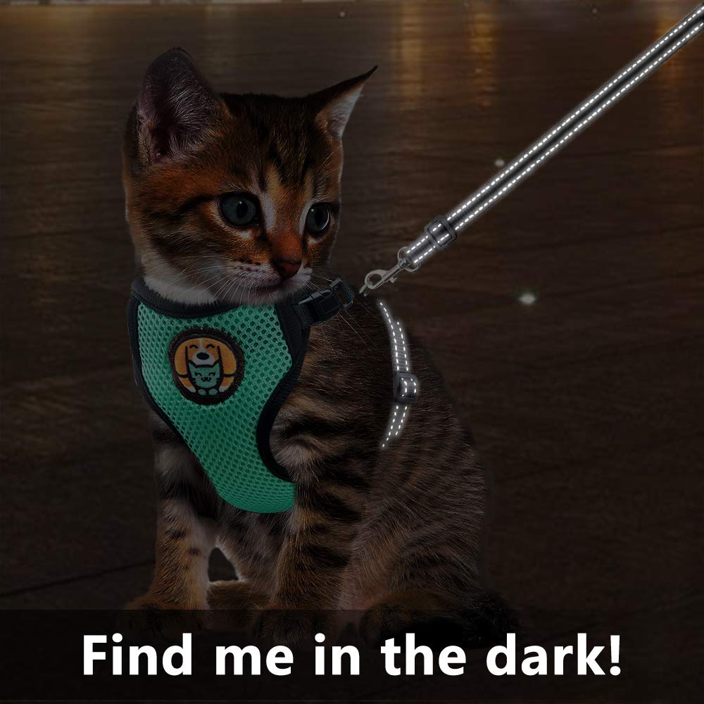 cats on leashes funny