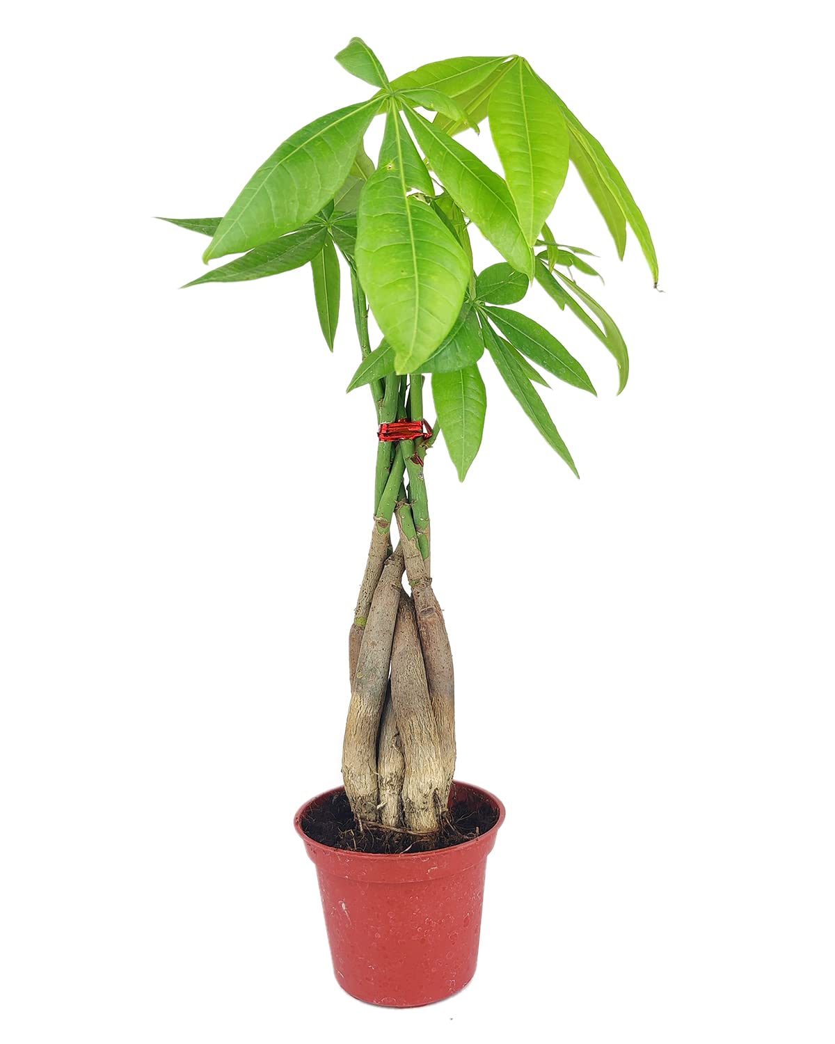 Amazon.com : Braided Pachira Stump Money Tree (4" Grower Pot) - Feng Shui Lucky  Plant for Home Office Decoration - Best Indoor Air Purifier Houseplant for  Beginners - Low Light and Easy