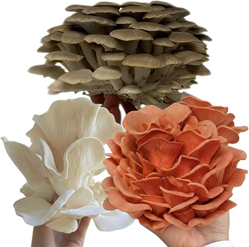 Miniatura 3 de Forest Origins Kit de cultivo de hongos – Trío de 3 unidades (Ostra Rosa, Ostra Marrón, Ostra Blanca) | Kit de cultivo en interiores | Sin OGM,