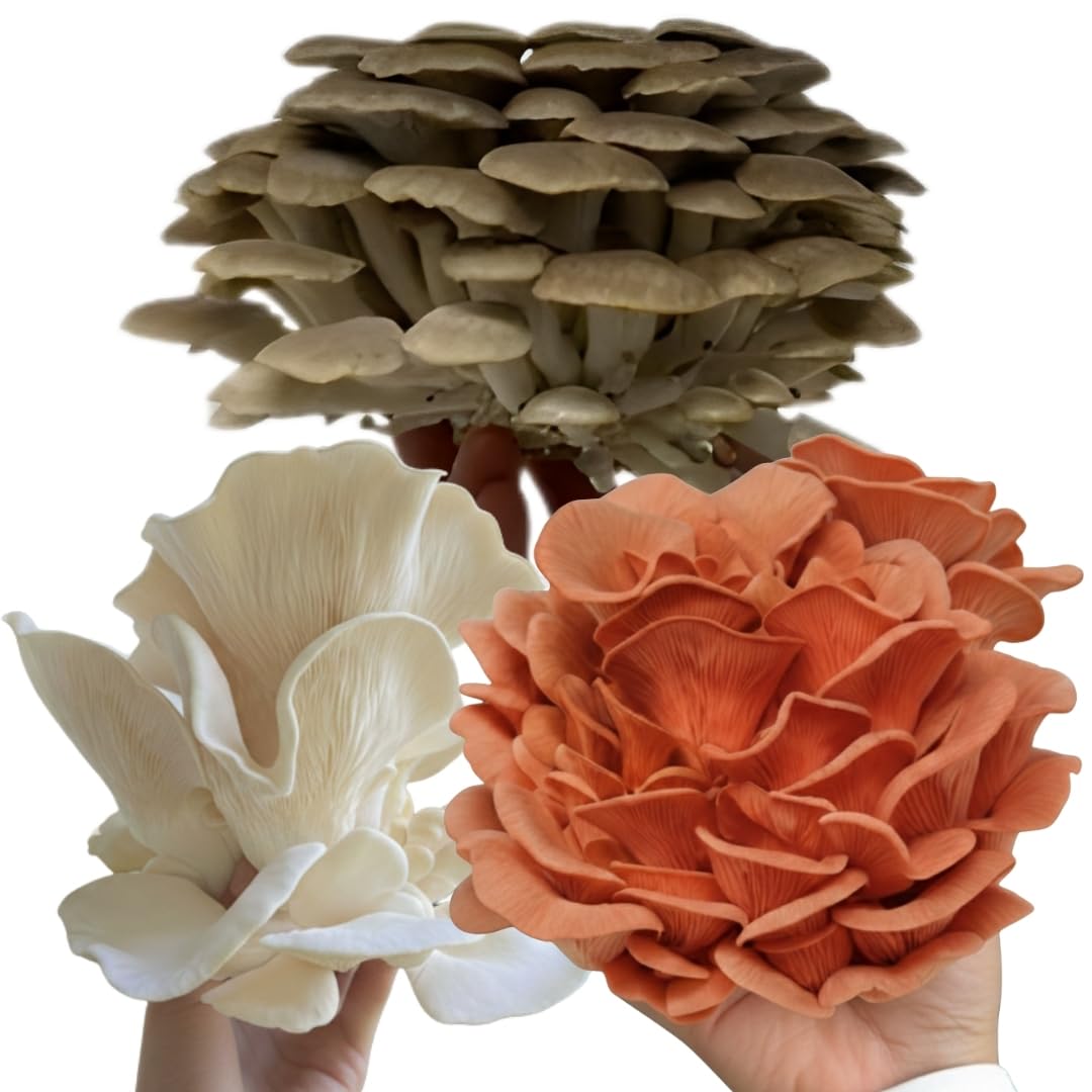 Forest Origins Kit de culture de champignons – Lot de 3 (rose, marron, huître blanche) | Kit de culture d'intérieur | Sans OGM, facile à cultiver en 10 jours | Fait à la main en Californie | Cadeau