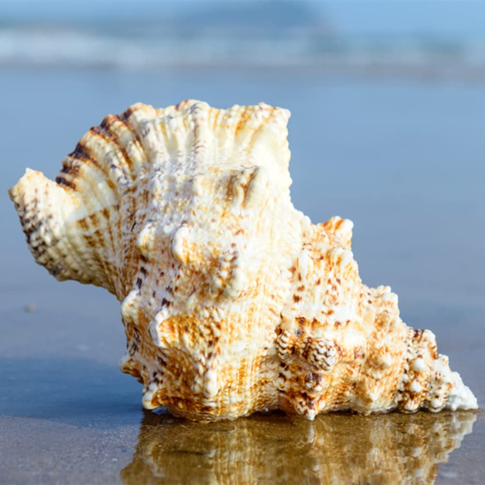 Murex Pecten Shell Natural – 10-13cm Sea Snail Conch Coral For Home Decor, Aquarium, Ornament Large Fish Tank Decor - Foto 12