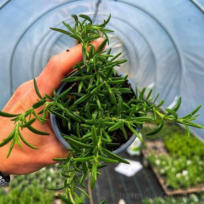 Charming Gronhus Live Premium Vegetable Rosemary Plant (Hybrid) | Sow and Grow Fresh Healthy Plant in Your Garden Perfect for Home & Terrace Gardening With Black Plastic Pot (B0CLJPQLJV) Amazon Price History, Amazon Price Tracker