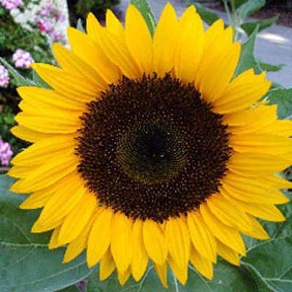 LIVE GREEN Flower Seeds | Sunflower Russian Giant Flower Seeds For Home Gardening (80 seeds Pack) (B09BV5DYDN) Amazon Price History, Amazon Price Tracker