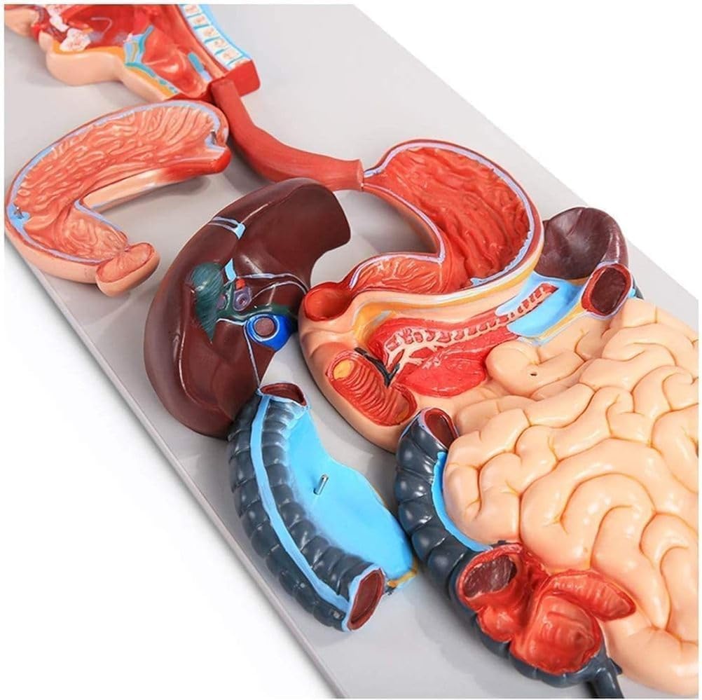 Human Digestive System Anatomy Model,Life Size 2 Part Removable Stomach Nasal Cavity Pharynx Liver Stomach Rectum Intestine for Medical Education Study